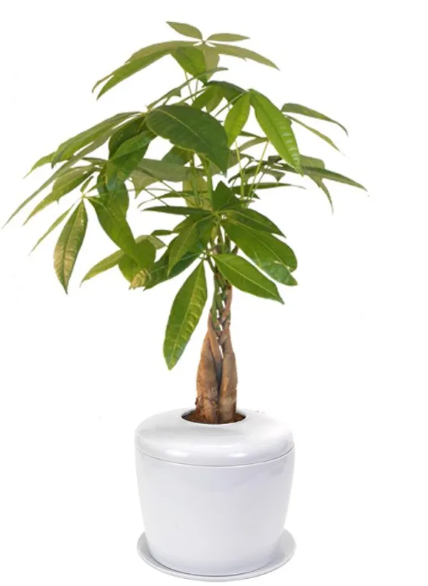 Braided Money Bonsai Tree (pachira aquatica) and Porcelain Ceramic Cremation Urn with Matching Humidity