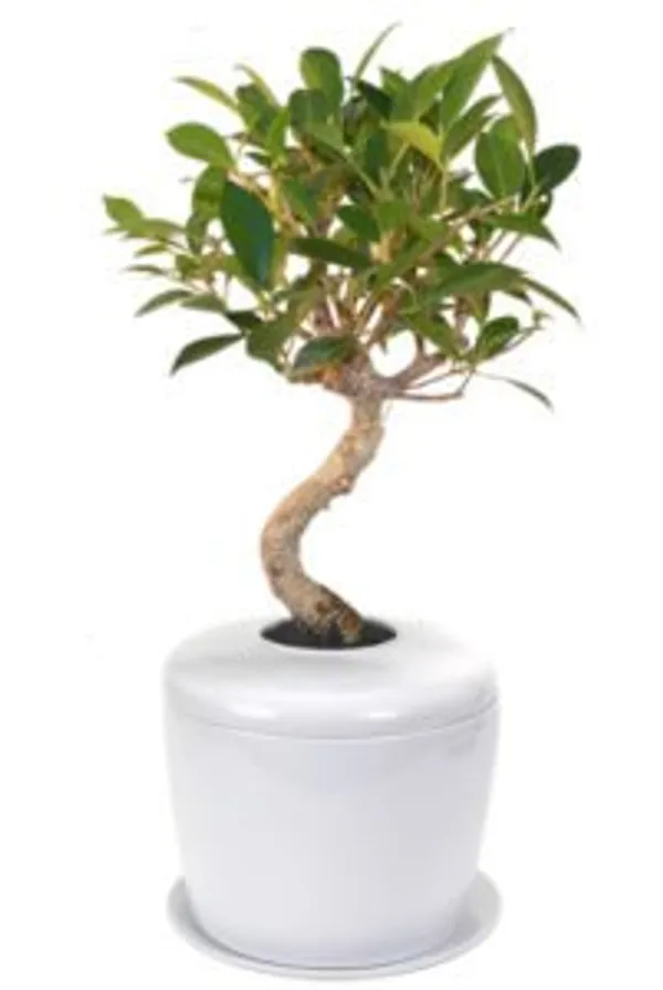 Ficus Retusa Curved Trunk Bonsai Tree & Porcelain Ceramic Cremation Urn with Matching Humidity / Drip