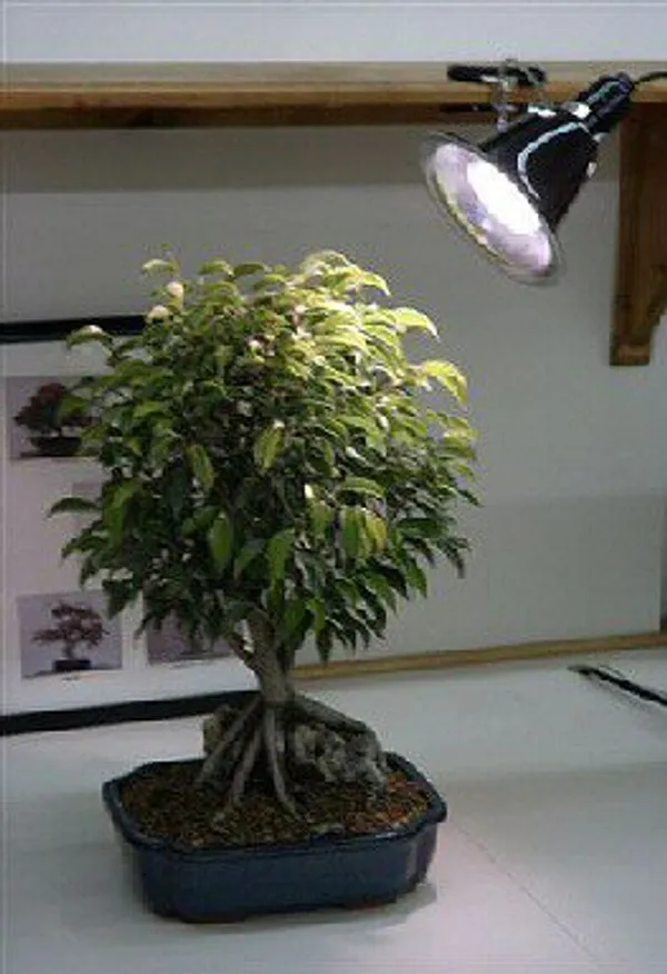Grow Light Kit, 32 Watt Full Daylight Spectrum (fluorescent grow light 150 watt equivalent)