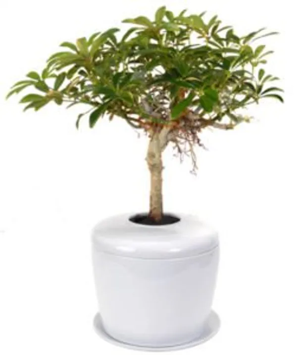 Hawaiian Umbrella Bonsai Tree (arboricola schefflera 'luseanne') and Porcelain Ceramic Cremation Urn