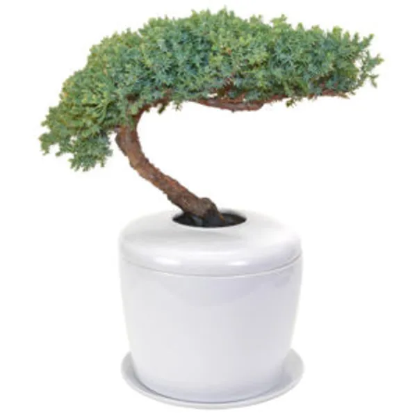 Traditional Windswept Juniper Bonsai Tree (juniper procumbens "nana") and Porcelain Ceramic Cremation
