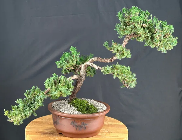Juniper Bonsai, Trained, 32 Years Old (Juniperus procumbens)