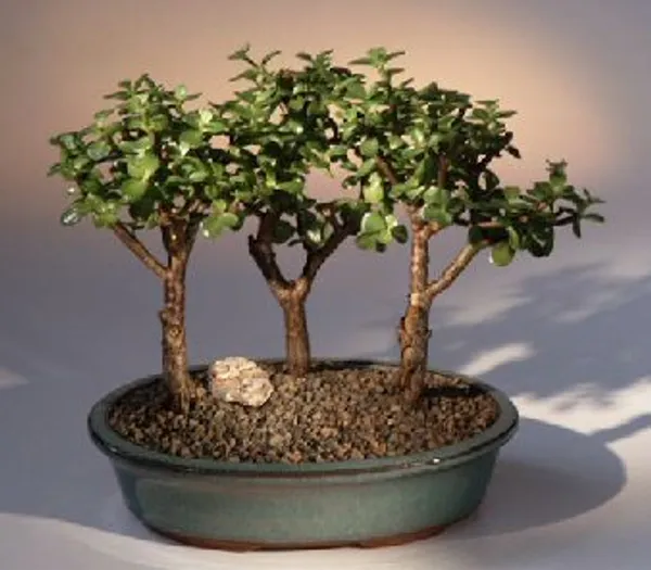 Baby Jade Bonsai, Three Tree Group, 5 Years Old (Portulacaria afra)
