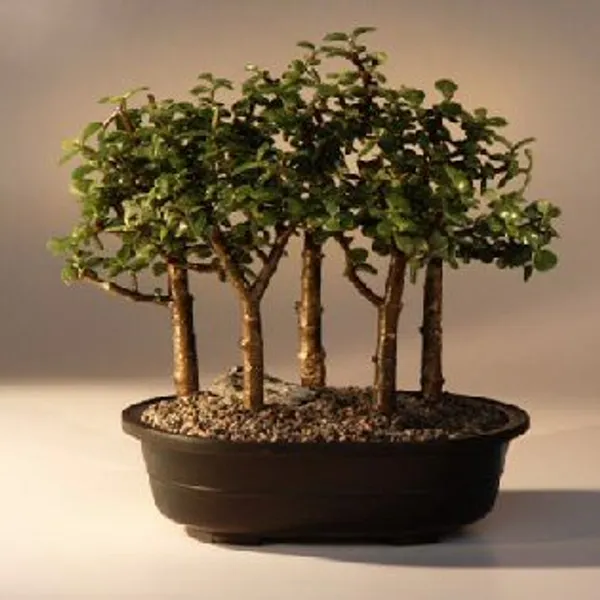 Baby Jade Group Bonsai, Five Tree Forest, 9 Years Old (Portulacaria afra)