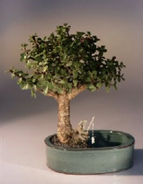 Medium Baby Jade Bonsai, Land and Water Pot, 6 Years Old (Portulacaria afra)