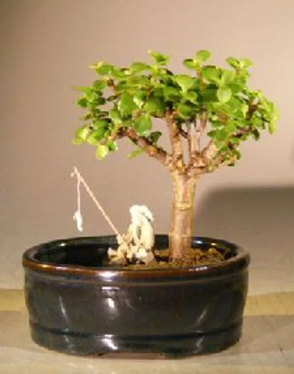 Small Baby Jade Bonsai, Land and Water Pot, 6 Years Old (Portulacaria afra)