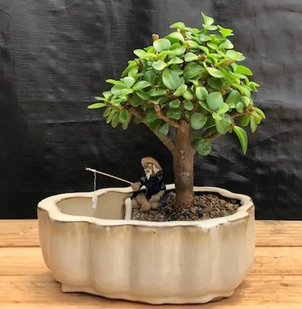 Baby Jade Bonsai with Scalloped Edges, Land and Water Pot, 5 Years Old (Portulacaria afra)