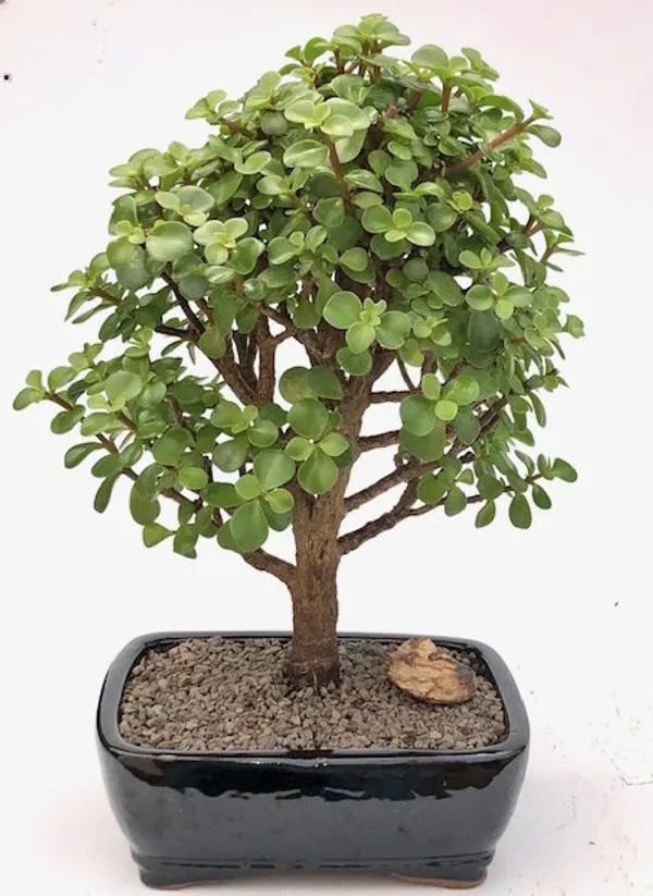 Large Baby Jade Bonsai, 12 Years Old (Portulacaria afra)