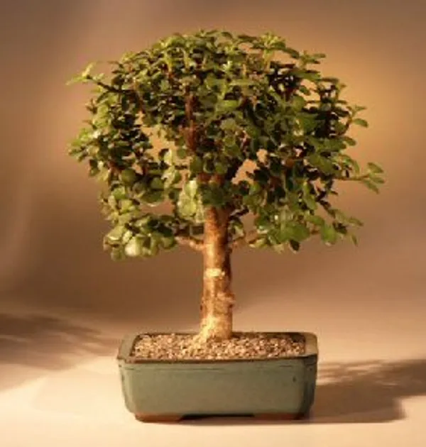 Medium Baby Jade Bonsai, 5 Years Old (Portulacaria afra)