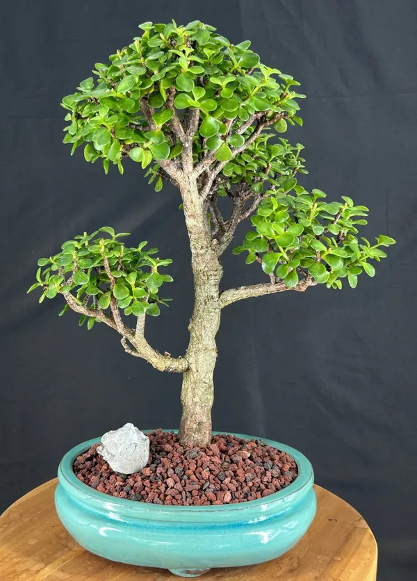 Baby Jade Bonsai, 18 Years Old, 21 Inches Tall (Portulacaria afra)