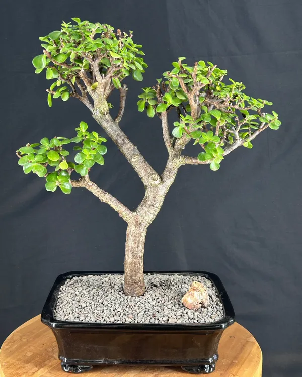 Baby Jade Bonsai, 18 Years Old, 21 Inches Tall (Portulacaria afra)