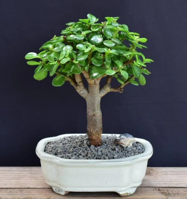 Small Baby Jade Bonsai, 4 Years Old (Portulacaria afra)