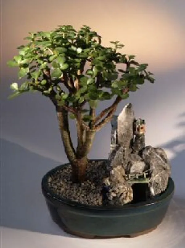 Baby Jade Stone Landscape Scene Bonsai, 7 Years Old (Portulacaria afra)