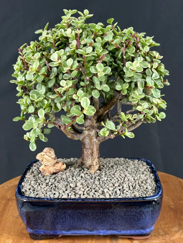 Large Baby Jade Variegated Bonsai, 15 Years Old (Portulacaria afra 'Variegata')