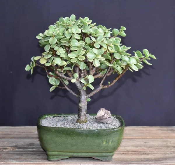 Medium Baby Jade Variegated Bonsai, 7 Years Old (Portulacaria afra 'Variegata')