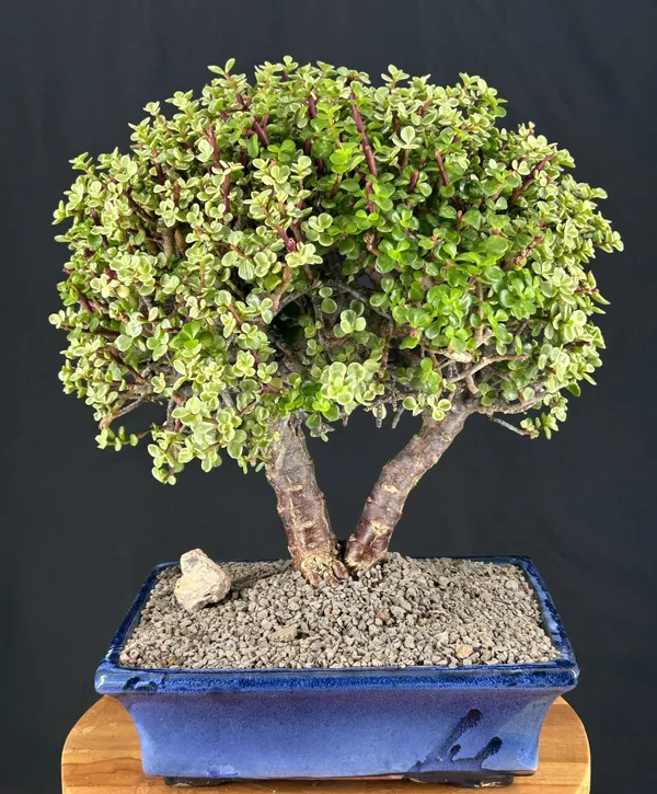 Baby Jade Variegated Bonsai, 23 Years Old (Portulacaria afra 'Variegata')