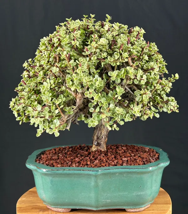 Baby Jade Variegated Bonsai, 29 Years Old (Portulacaria afra 'Variegata')
