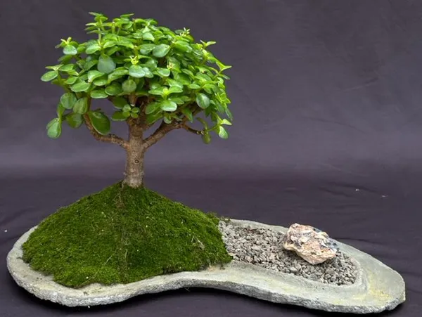 Baby Jade on Bonsai, On a Rock Slab, 8 Years Old (Portulacaria afra)