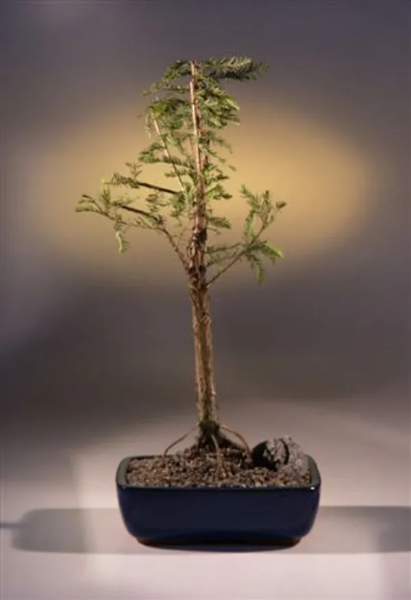 Bald Cypress Bonsai, 12 Years Old (Taxodium distichum)