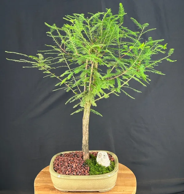 Bald Cypress Bonsai, 23 Years Old (Taxodium distichum)