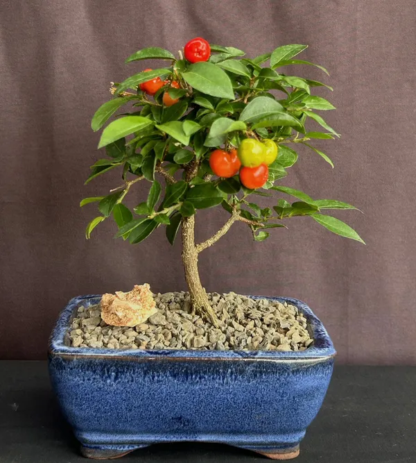 Small Barbados Cherry Bonsai, 4 Years Old (Malpighia pendiculata)