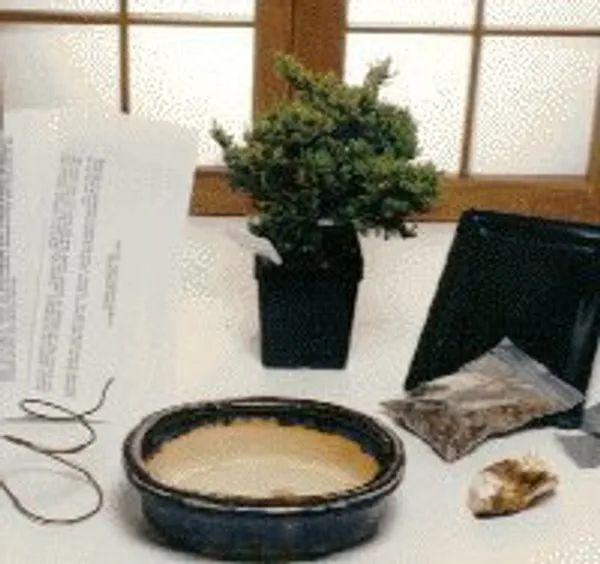 Juniper Procumbens Bonsai Starter Kit, 3 Years Old (Juniperus procumbens)