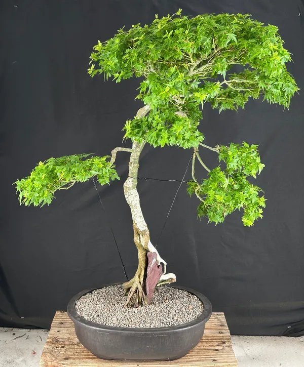 Beni Hime Dwarf Japanese Maple Bonsai, Root Over Rock, 44 Years Old (Acer palmatum)