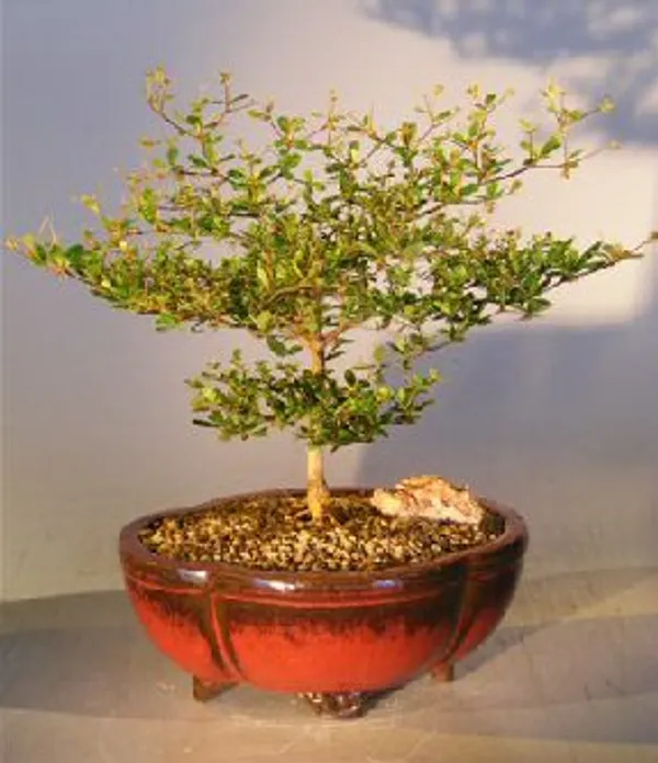 Black Olive Bonsai, 14 Years Old (Bucida spinosa)