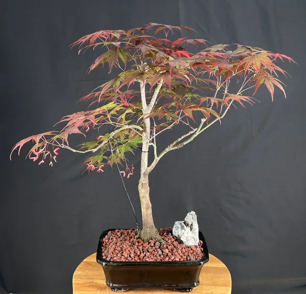 Bloodgood Japanese Maple Bonsai, 24 Years Old (Acer palmatum)