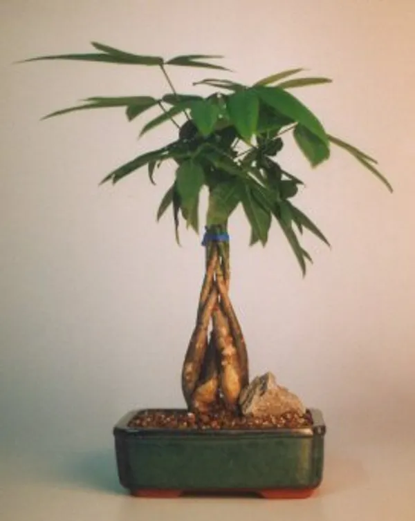 Medium Money 'Good Luck ' Bonsai, Braided Trunks, 8 Years Old (Pachira aquatica)
