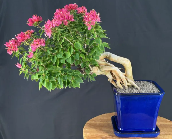 Flowering Bougainvillea Bonsai, Cascade, 30 Years Old (Pink pixie)