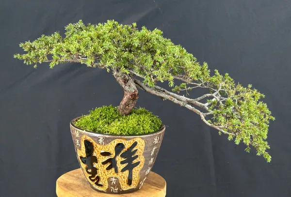 Green Carpet Juniper Bonsai, Cascade, 27 Years Old (Juniperus communis)