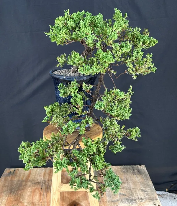 Juniper Bonsai, Cascade, 17 Years Old (Juniperus procumbens)