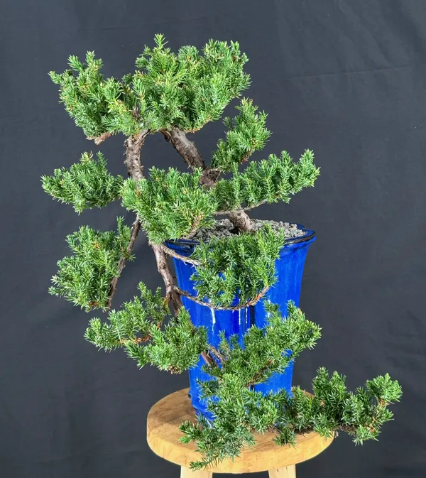 Juniper Bonsai, Cascade, 19 Years Old (Juniperus procumbens)