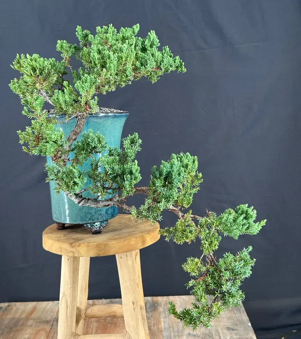 Juniper Bonsai, Cascade, 21 Years Old (Juniperus procumbens)