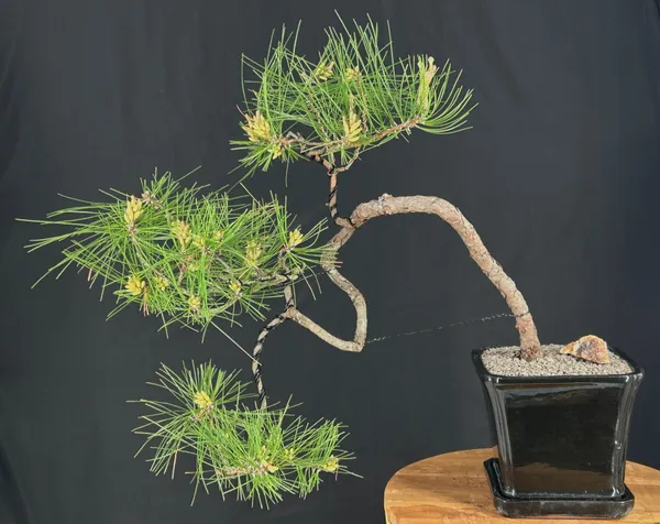 Pitch Pine Bonsai, Cascade, 27 Years Old (Pinus rigida)