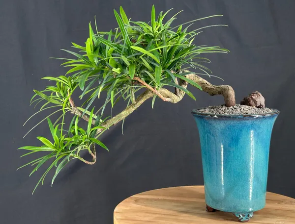 Podocarpus Bonsai, Cascade, 19 Years Old (Podocarpus macrophyllus)