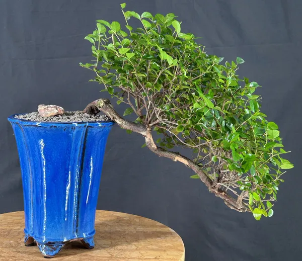 Sweet Plum Bonsai, Cascade, 17 Years Old (Sageretia theezans)