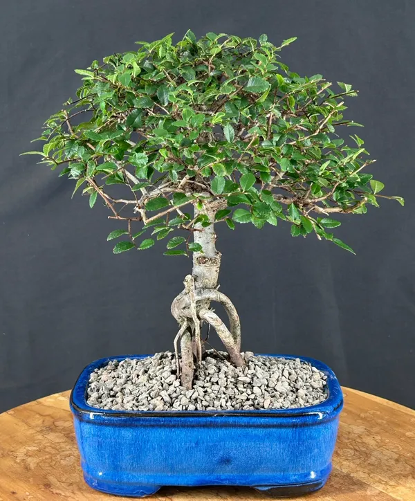 Medium Chinese Elm Bonsai, Straight Trunk, 9 Years Old (Ulmus parvifolia)