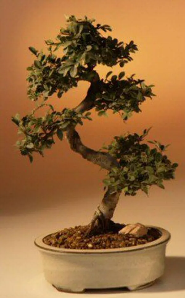 Large Chinese Elm Bonsai, Curved Trunk, 12 Years Old (Ulmus parvifolia)