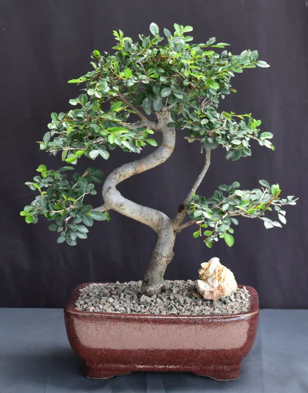 Medium Chinese Elm Bonsai, Curved Trunk, 10 Years Old (Ulmus parvifolia)