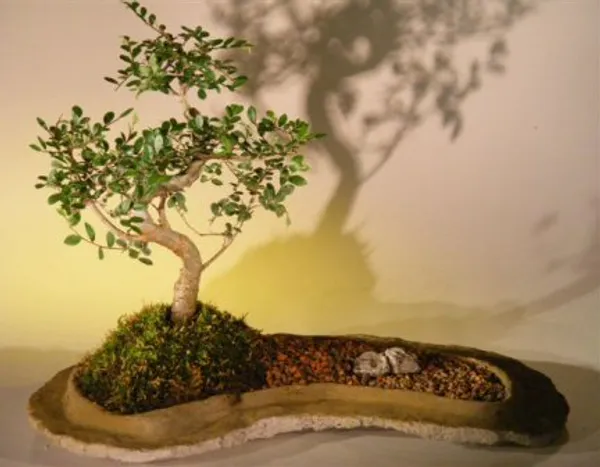 Chinese Elm On Bonsai, On a Rock Slab, 7 Years Old (Ulmus parvifolia)