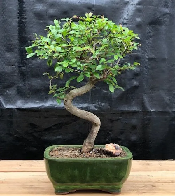 Small Chinese Elm Curve Trunk Bonsai, Trained, 8 Years Old (Ulmus parvifolia)