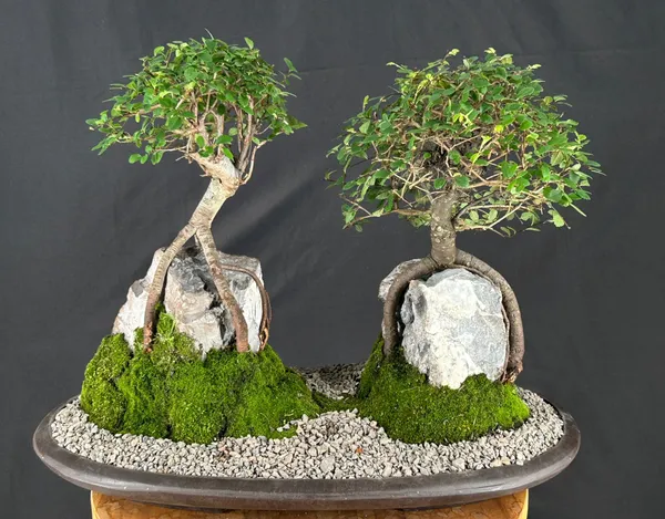 Chinese Elm Two-Tree Forest Bonsai, Root Over Rock, 15 Years Old (Ulmus parvifolia)