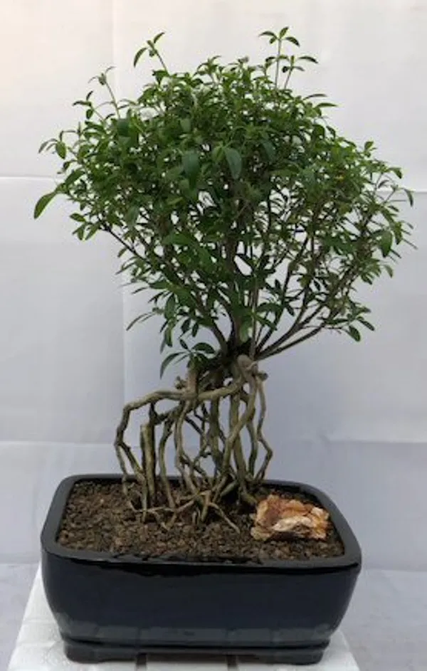 Large Chinese Flowering White Serissa of a Thousand Stars Bonsai, Exposed Roots (Serissa japonica)