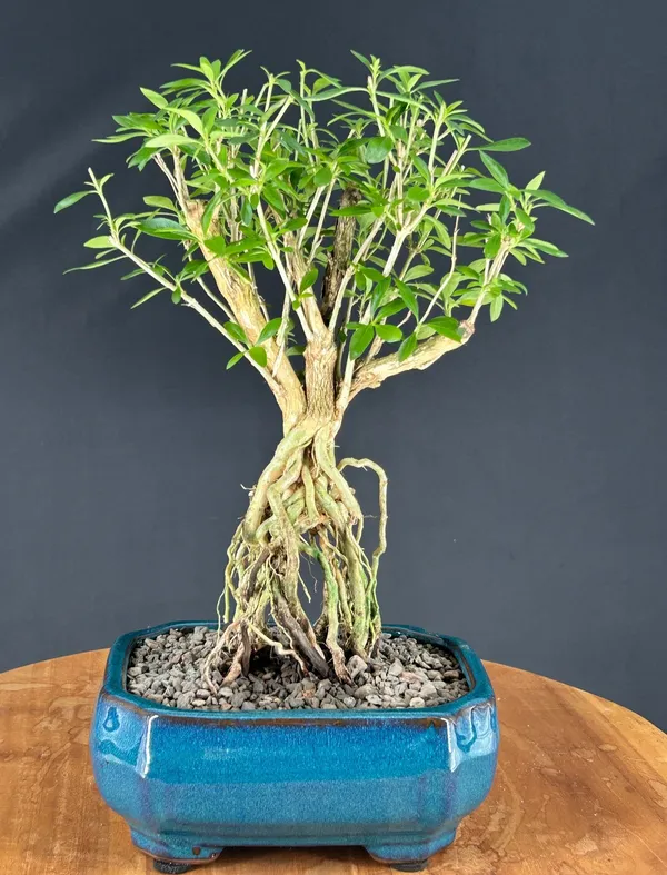 Medium Chinese Flowering White Serissa of a Thousand Stars Bonsai, Exposed Roots (Serissa japonica)