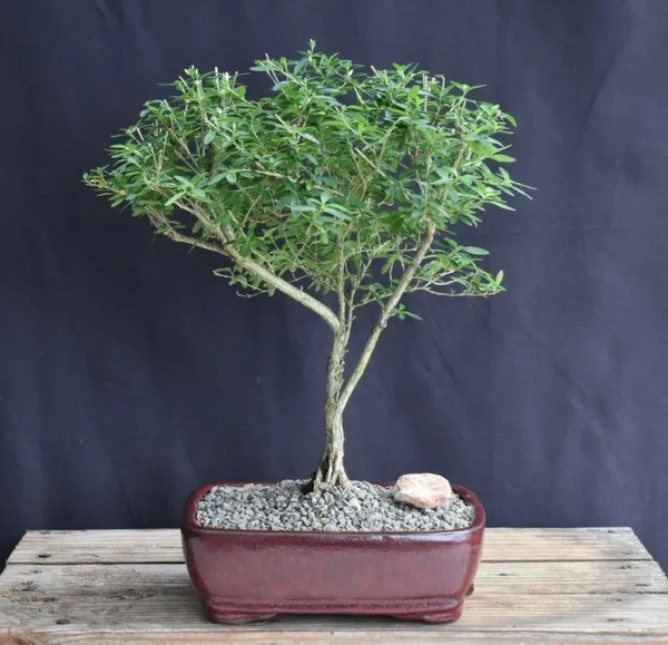 Large Chinese Flowering White Serissa of a Thousand Stars Bonsai, 15 Years Old (Serissa japonica)