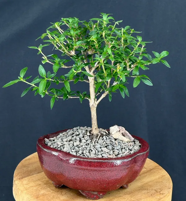 Small Chinese Flowering White Serissa Bonsai, 6 Years Old (Serissa japonica)
