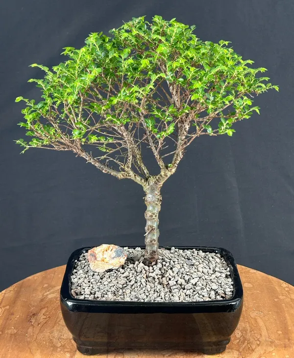 Small Chinese Seiju Elm Bonsai, 8 Years Old (Ulmus parvifolia)