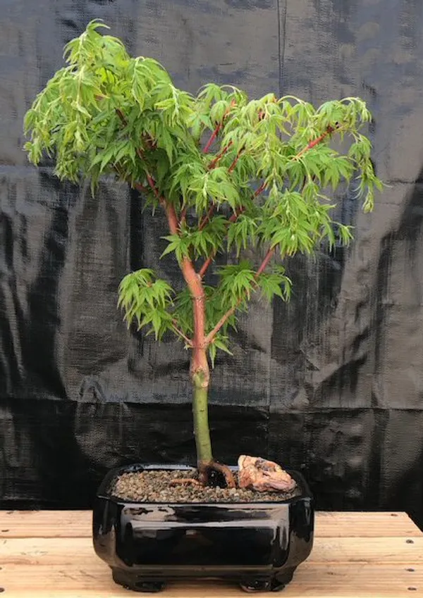 Coral Bark Japanese Maple Bonsai, 18 Years Old (Acer palmatum 'Sango-Kaku')